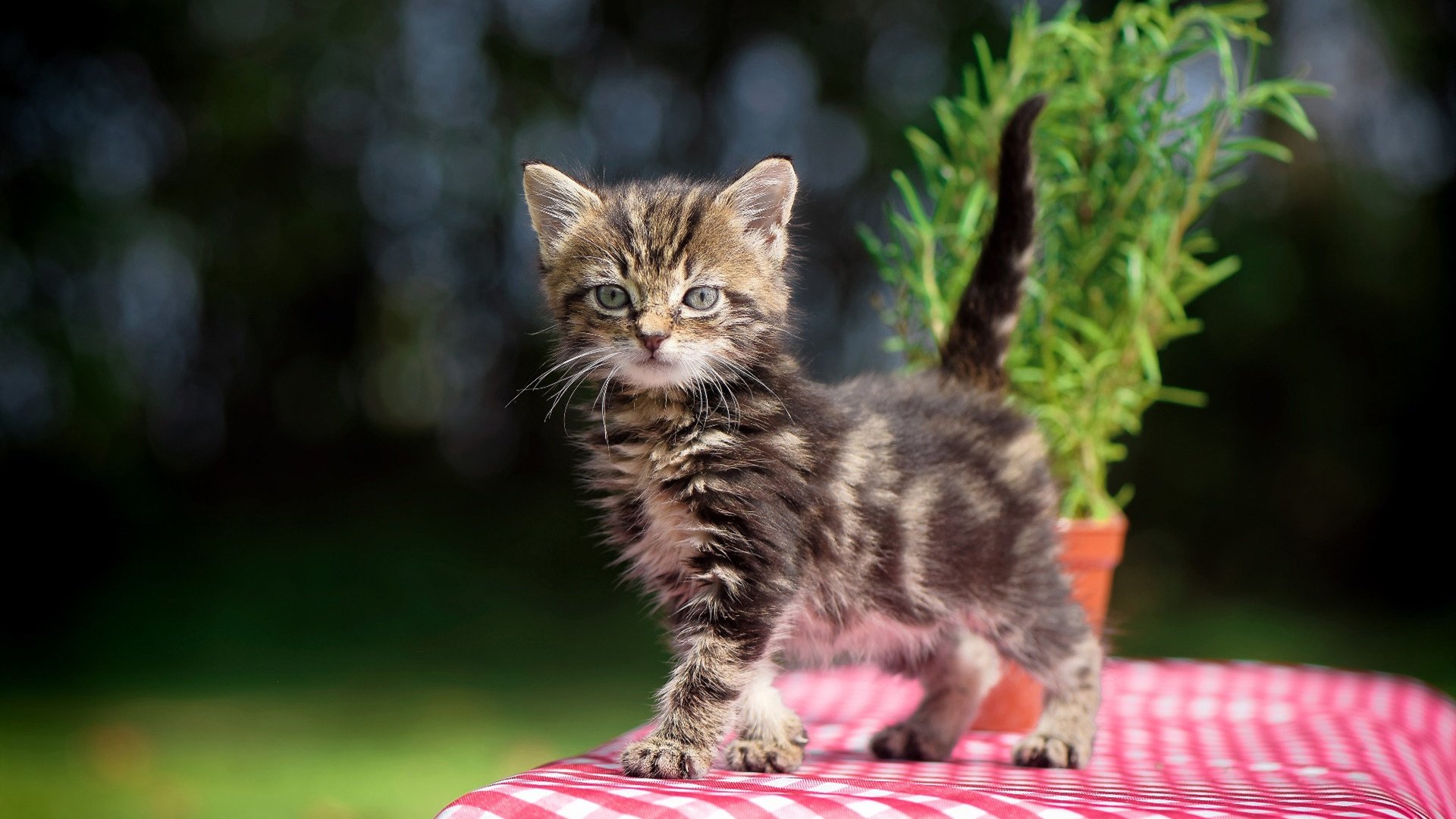 九游电竞平台官网-“英超强队遭遇挑战，争冠局势进入关键期”，“英超”